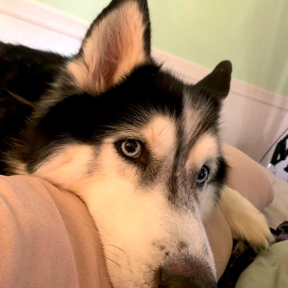 Meet your Posher, Bobs - Picture 3 of 4